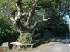 Nether Alderley Tree Nether Alderley Tree
